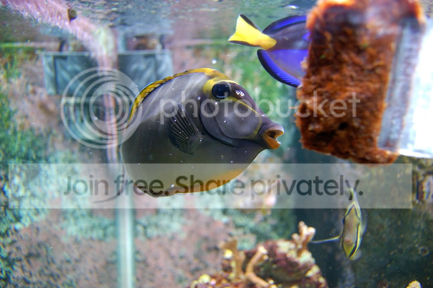 Fish2009-03-15_31.jpg