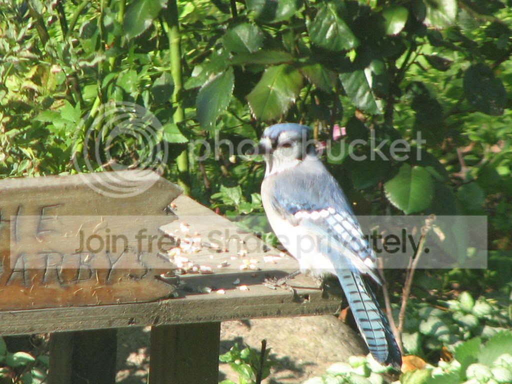 BirdsandWildlife020.jpg