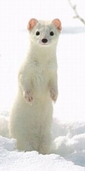 mustela_erminea2.jpg