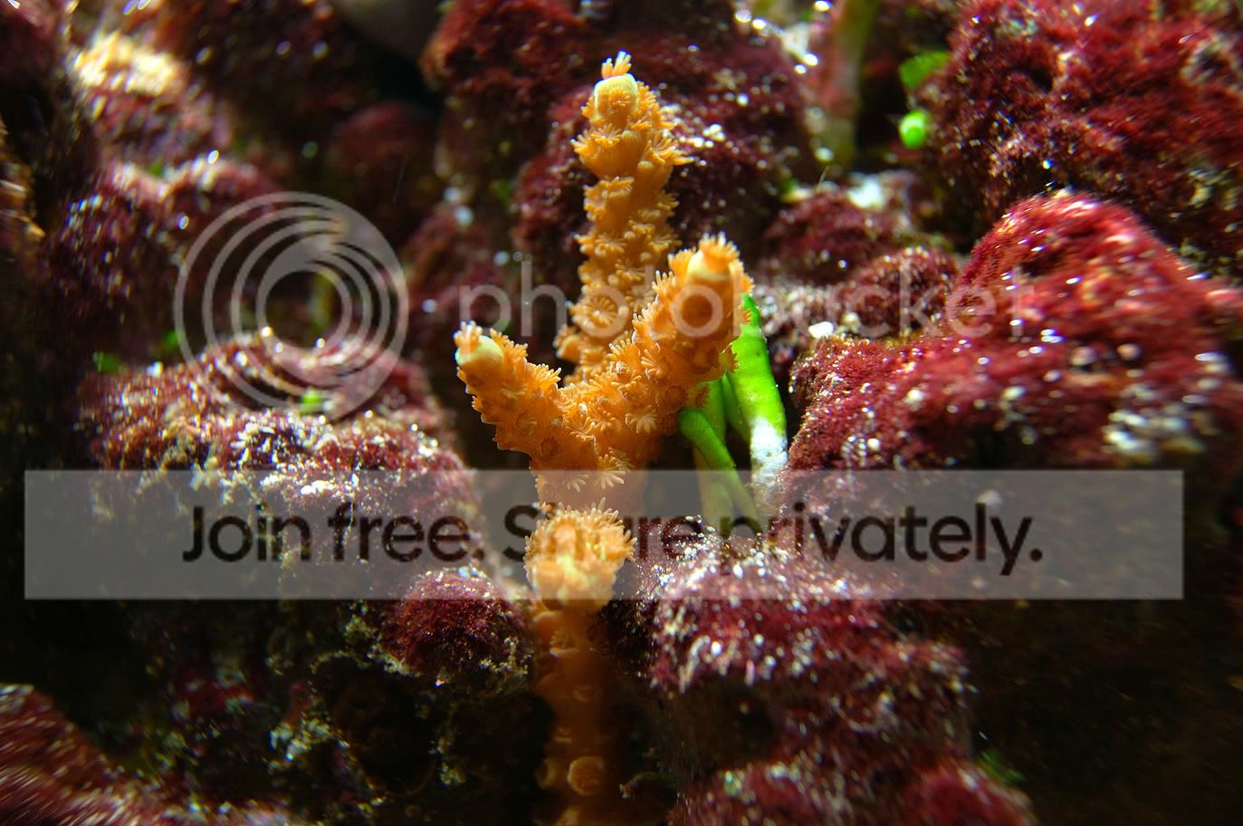 Corals2009-03-18_12.jpg