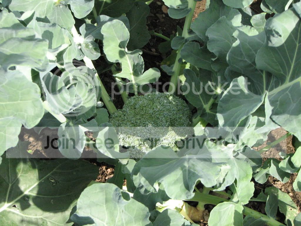 Misc709010.jpg