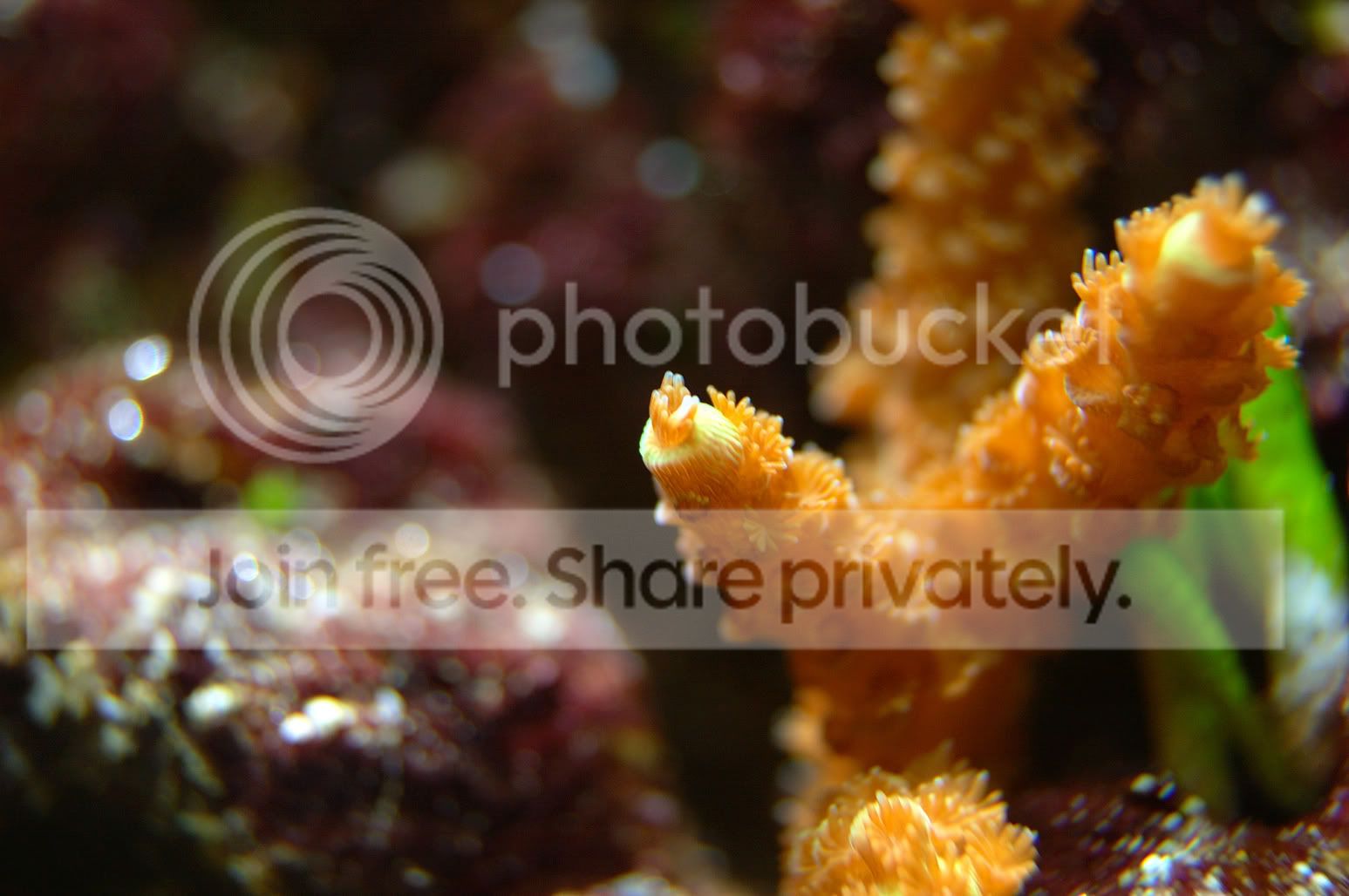 Corals2009-03-18_9.jpg