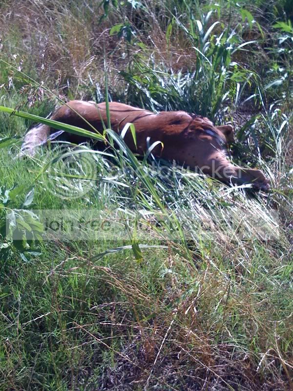 deerhit4.jpg