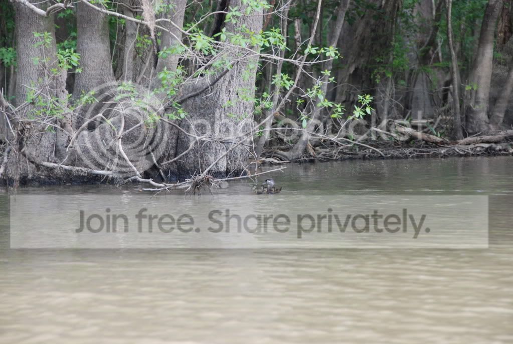 howardscreek008.jpg