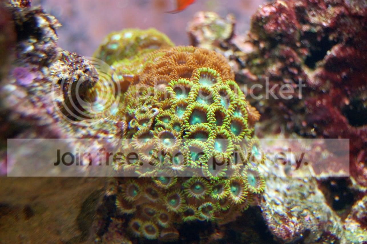Fish2009-03-15_50.jpg