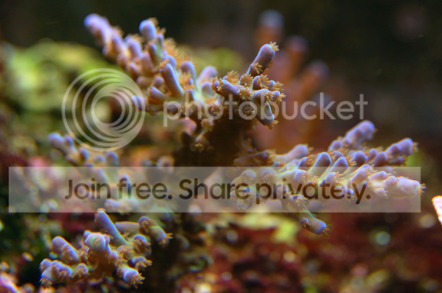 Corals2009-03-18_4.jpg