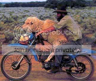 sheep-bike.jpg