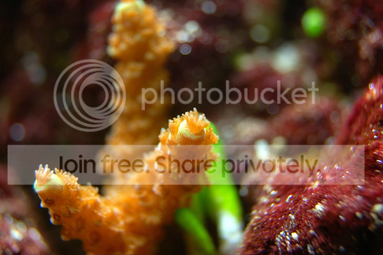 Corals2009-03-18_8.jpg