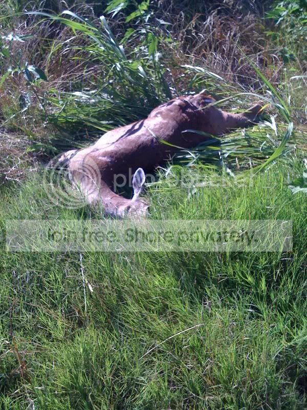 deerhit5.jpg