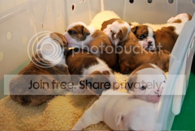 Puppies3.jpg