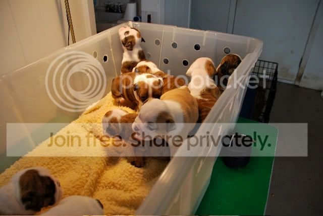 Puppies2.jpg