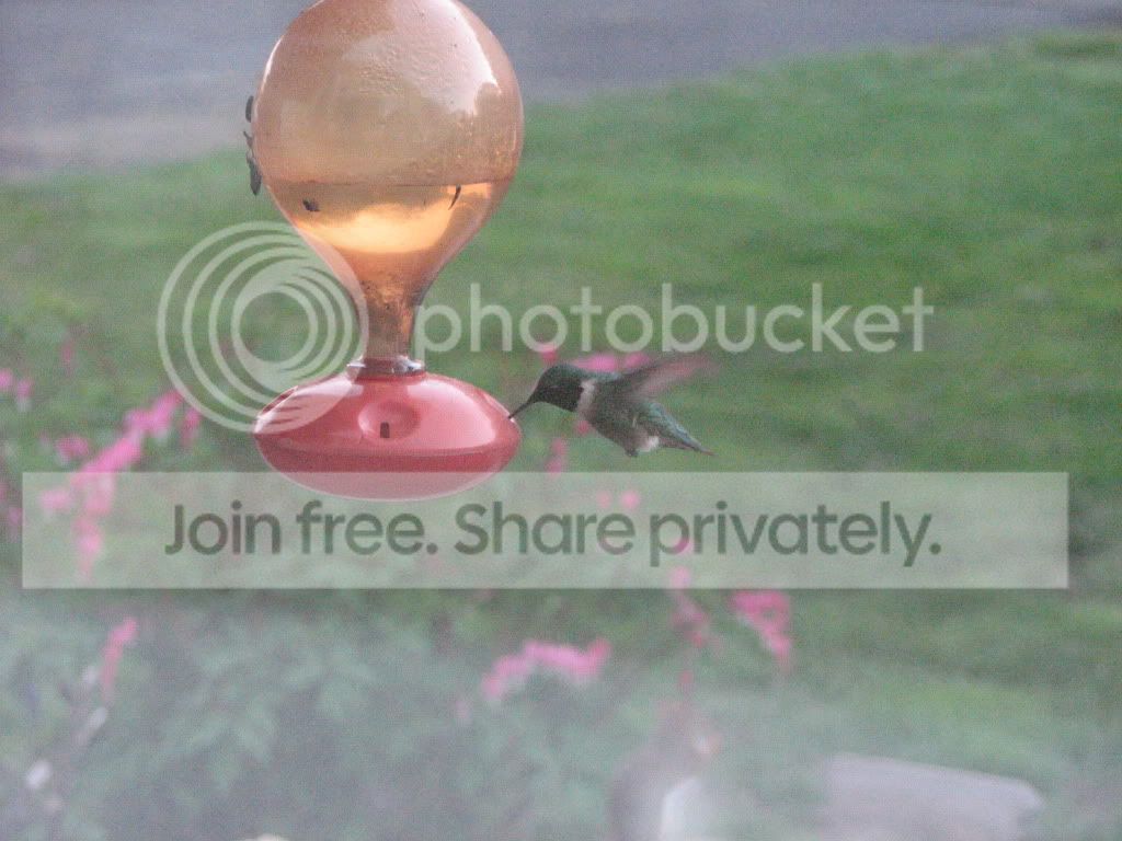 birds022.jpg