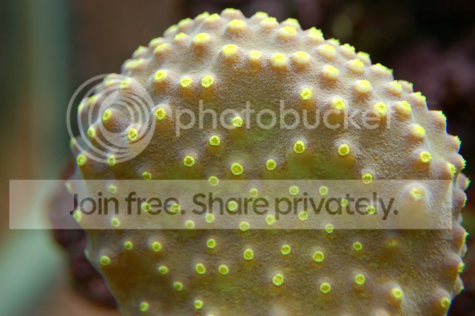 Corals2009-03-18.jpg