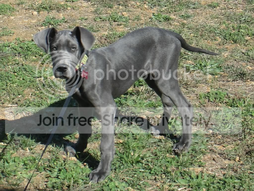 gracie.jpg
