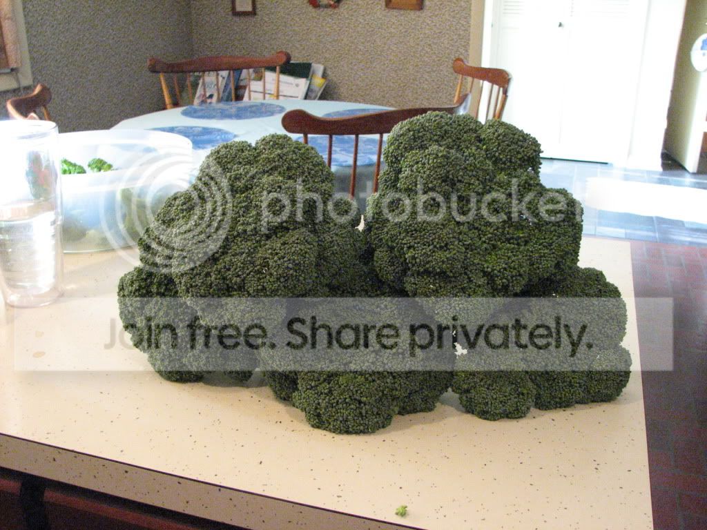 Misc709018.jpg