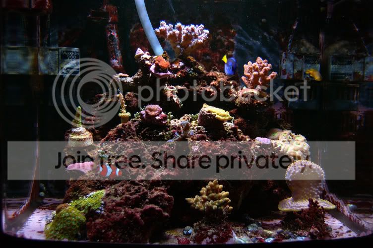 Corals2008-12-07.jpg