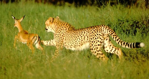 cheetah-hunting-youngantelope-picture.jpg